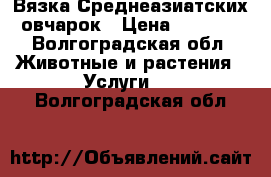 Вязка Среднеазиатских овчарок › Цена ­ 8 000 - Волгоградская обл. Животные и растения » Услуги   . Волгоградская обл.